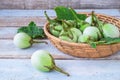 Solanum laciniatum In the basket