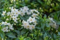 Solanum laxum, commonly, potato vine, potato climber, jasmine nightshade. Evergreen ornamental garden plant for garden, park,