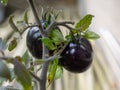 Solanum lycopersicum (black tomato) on bush with bokeh Royalty Free Stock Photo
