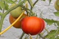 Solanum lycopersicum, tomato