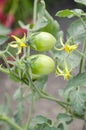 Solanum lycopersicum tree