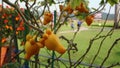 Solanum mammosum, common names nipplefruit, titty fruit, cow's udder, moving in the wind