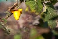 Solanum mammosum