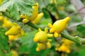 Solanum mammosum