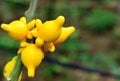 Solanum mammosum Royalty Free Stock Photo