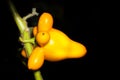 Solanum mammosum fruit