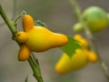 Solanum mammosum, Nipple fruit,Titty fruit or Fox face. Royalty Free Stock Photo