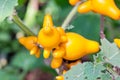 Solanum Mammosum Plant. Royalty Free Stock Photo