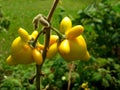 Solanum mammosum plant Royalty Free Stock Photo