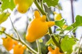 Solanum mammosum plant