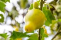 Solanum mammosum plant