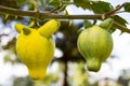 Solanum mammosum plant