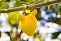 Solanum mammosum plant Royalty Free Stock Photo