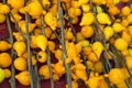 Solanum mammosum. yellow background