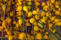 Solanum mammosum. yellow background