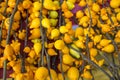 Solanum mammosum. yellow background Royalty Free Stock Photo