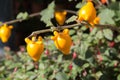 Solanum mammosum Royalty Free Stock Photo