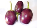 Solanum melongena brinjal vegetable Royalty Free Stock Photo