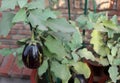 Solanum melongena, Egg plant Royalty Free Stock Photo