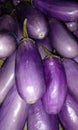 melongena fresh brinjal eggplants