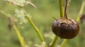 Solanum melongena other variants that experience crop failure