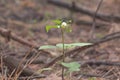 Solanum nigrum fragile flower with yellow anthers and white peta