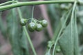 Solanum nigrum or Ranti, black eggplant or leunca Royalty Free Stock Photo