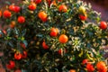 Solanum pseudocapsicum berries closeup image