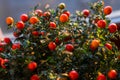 Solanum pseudocapsicum berries closeup image