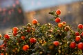 Solanum pseudocapsicum berries closeup image