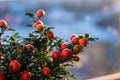 Solanum pseudocapsicum berries closeup image