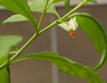 Solanum pseudocapsicum in bloom with white tiny flower