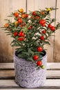 Solanum pseudocapsicum in ceramic pot