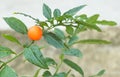 Solanum pseudocapsicum with decorative orange fruit. but is toxic