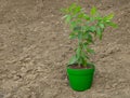 Solanum pseudocapsicum decorative plant, How to care for it concept