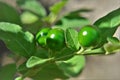 Fruits growing from Solanum pseudocapsicum in the garden