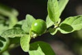 Green fruit of Solanum pseudocapsicum growing in the garden