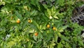 Solanum pseudocapsicum species mildly poisonous fruit known as the Jerusalem cherry, Madeira winter cherry Royalty Free Stock Photo