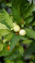 Solanum pseudocapsicum species mildly poisonous fruit known as the Jerusalem cherry, Madeira winter cherry Royalty Free Stock Photo