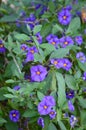 Solanum purple nightshade flower bush Lycianthes rantonnetii