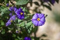 Solanum rantonnetii, Species Lycianthes rantonnetii, flowering plant in the family Solanaceae