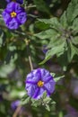 Solanum rantonnetii, Species Lycianthes rantonnetii, flowering plant in the family Solanaceae