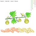 Solanum Stramonifolium Fruits with Vitamin C, B3 and Calcium