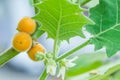 Hairy-fruited eggplant Royalty Free Stock Photo