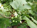 Solanum torvum also know as turkey berry