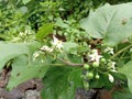 Solanum torvum also know as turkey berry