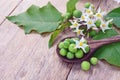 Solanum torvum with flower bunch Royalty Free Stock Photo