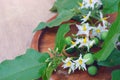 Solanum torvum with flower bunch