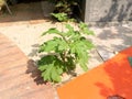 The Solanum torvum is growing Beside the walkway