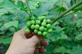 Solanum torvum with hand Royalty Free Stock Photo